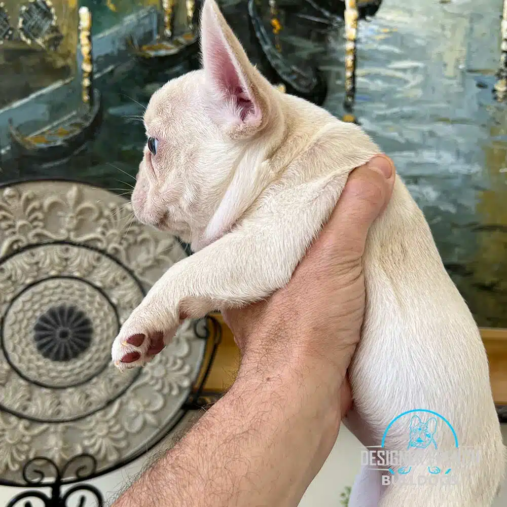 platinum-french-bulldog Frenchie puppies for sale