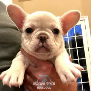 platinum Frenchie puppy