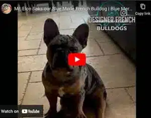 frenchies for sale near me