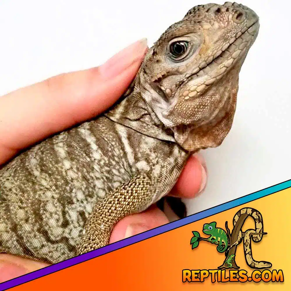 Rhino iguana for sale