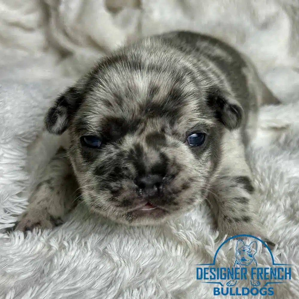 French Bulldog sale Frenchy for sale