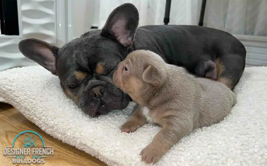 French Bulldog Breeders