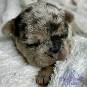 french bulldog puppies for sale