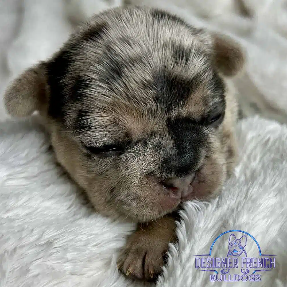 Best French Bulldog Breeders Frenchie puppies near me