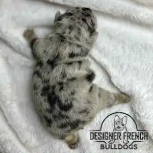 frenchie puppies near me