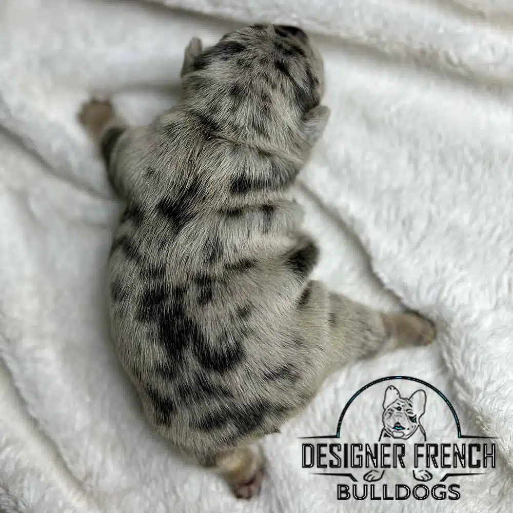 French Bulldogs for sale Frenchie Breeders near me