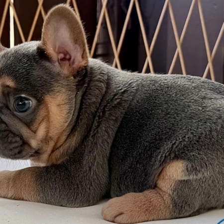 Frenchie Puppies for sale