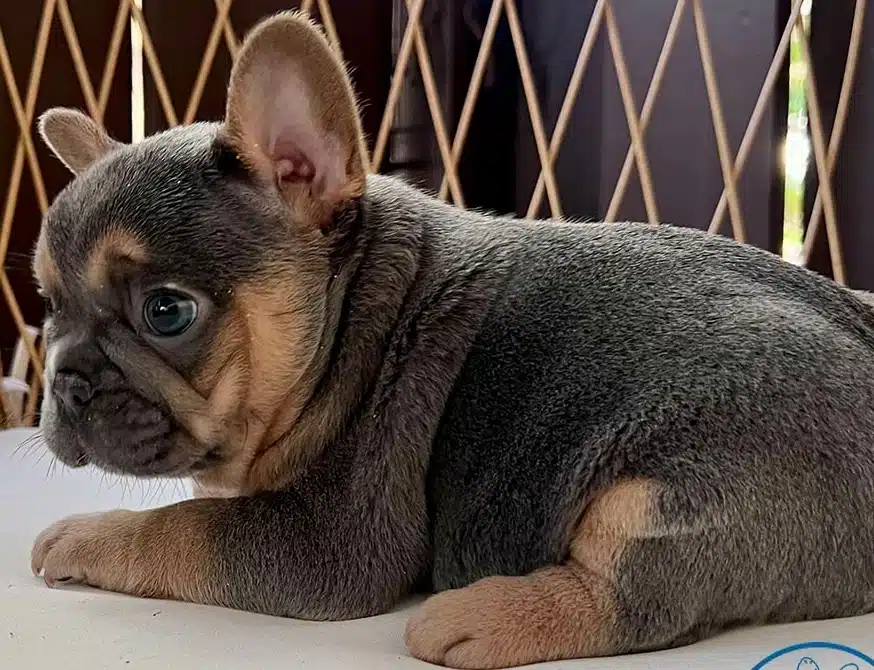 blue and tan Frenchie