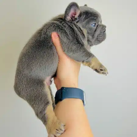 blue and tan Frenchie price
