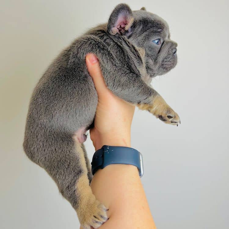 blue french bulldog for sale