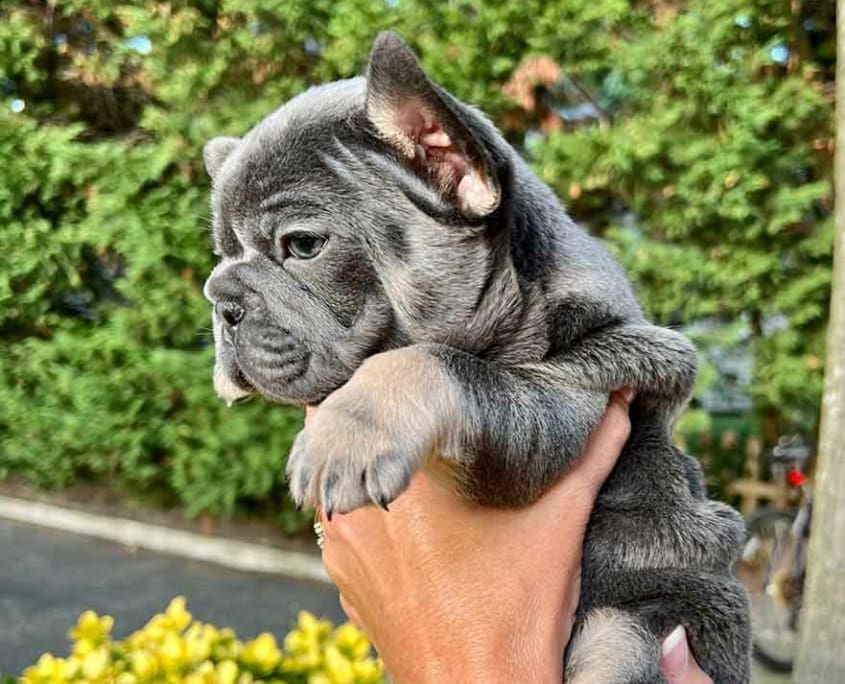 blue French bulldogs for sale