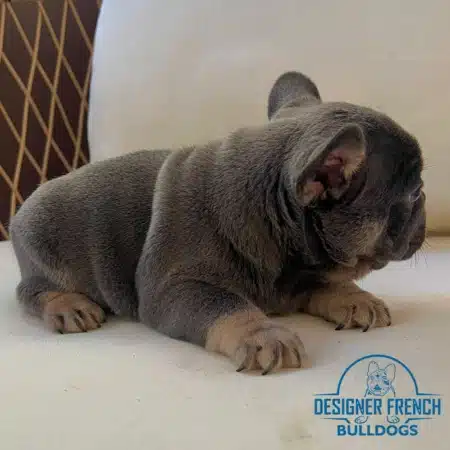 blue Frenchie for sale