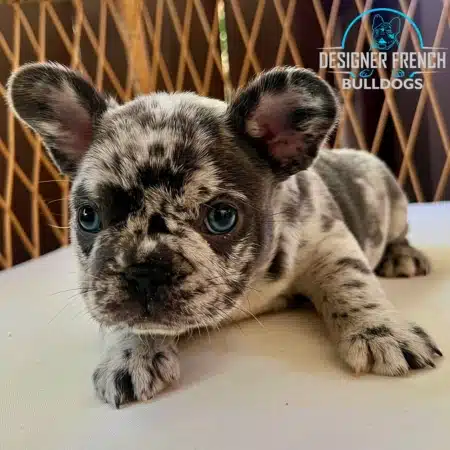 blue merle French bulldog price