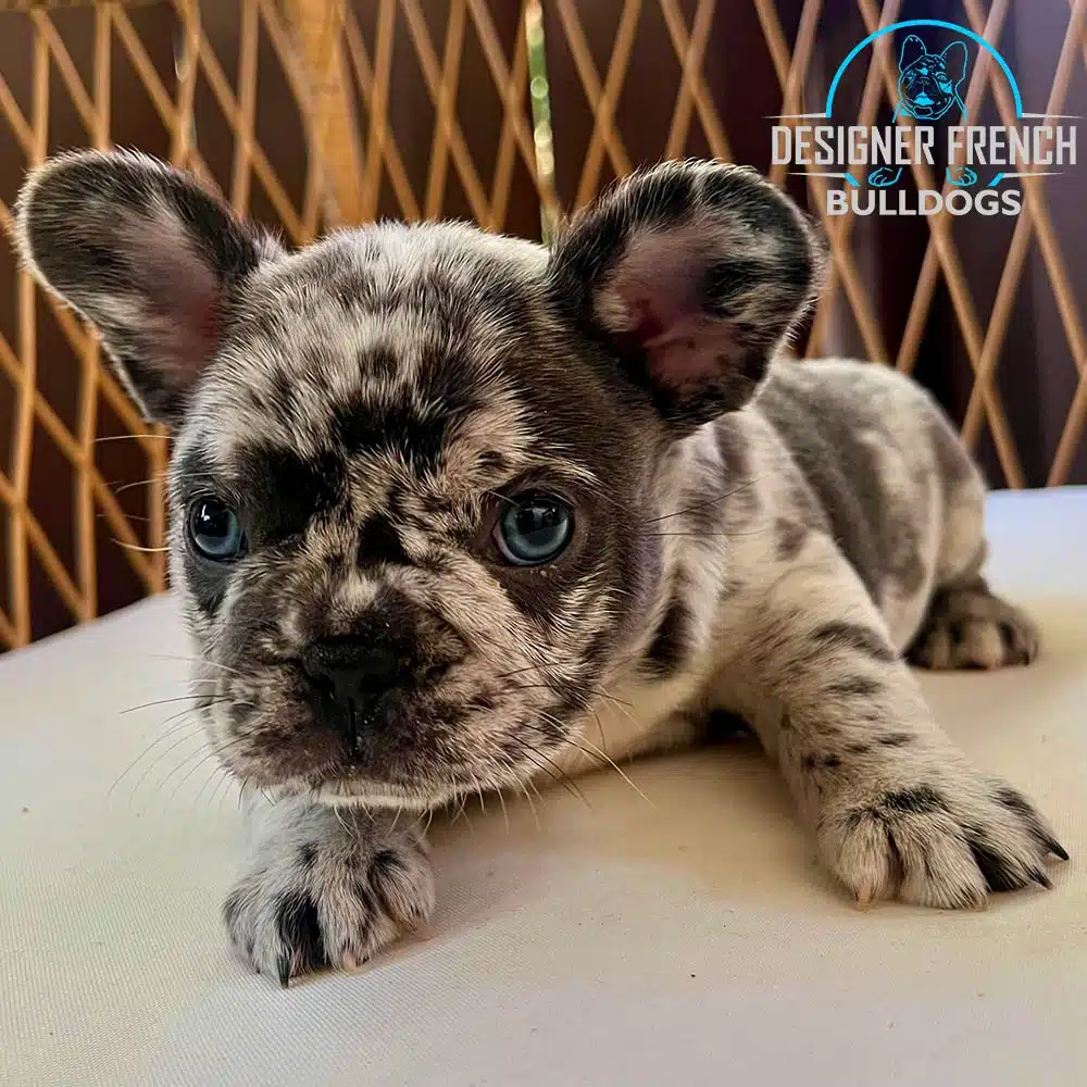Frenchies for sale near me