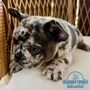French Bulldog Price