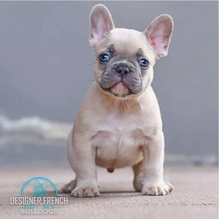 Fawn French bulldogs