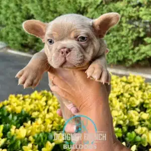 French Bulldog price