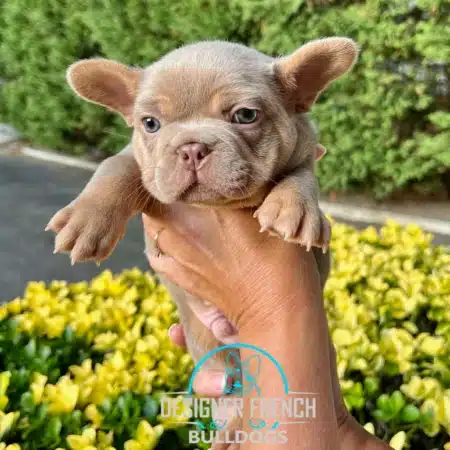 Frenchie price list Frenchies for sale near me