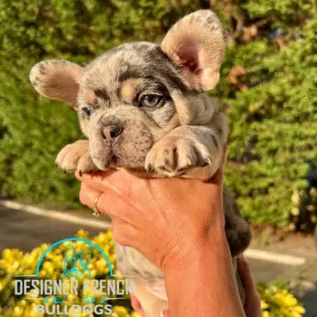 French Bulldog Breeder near me Frenchie puppies