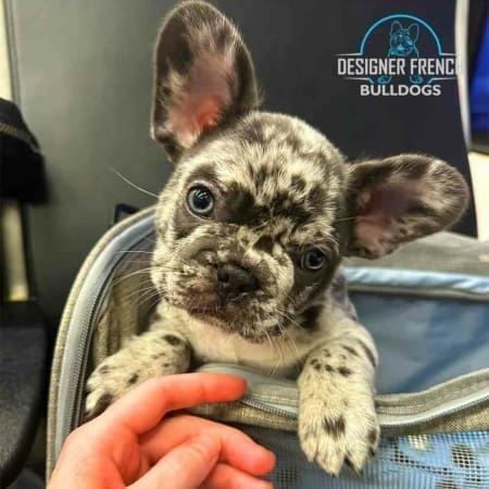 Merle Frenchies for sale Merle French bulldog