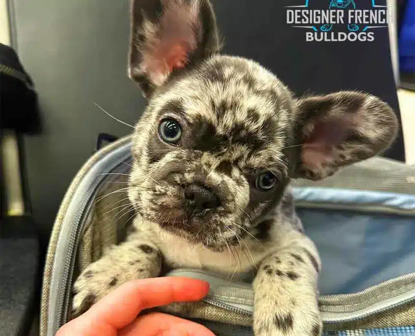 Blue Frenchie price Blue french bulldog cost
