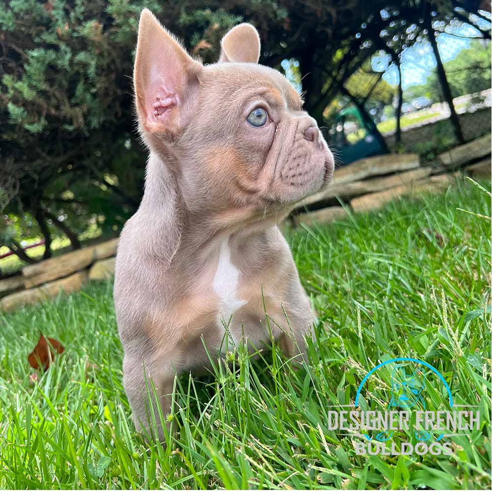 French Bulldog puppies for sale