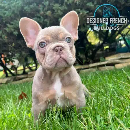 Frenchie prices Frenchiy for sale near me