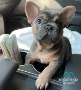 lilac french bulldog