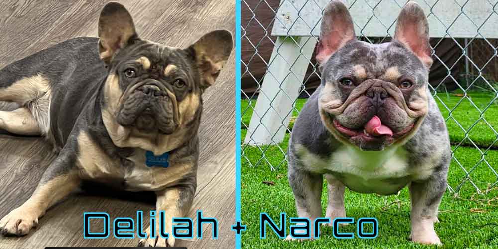 Frenchie puppies for sale near me