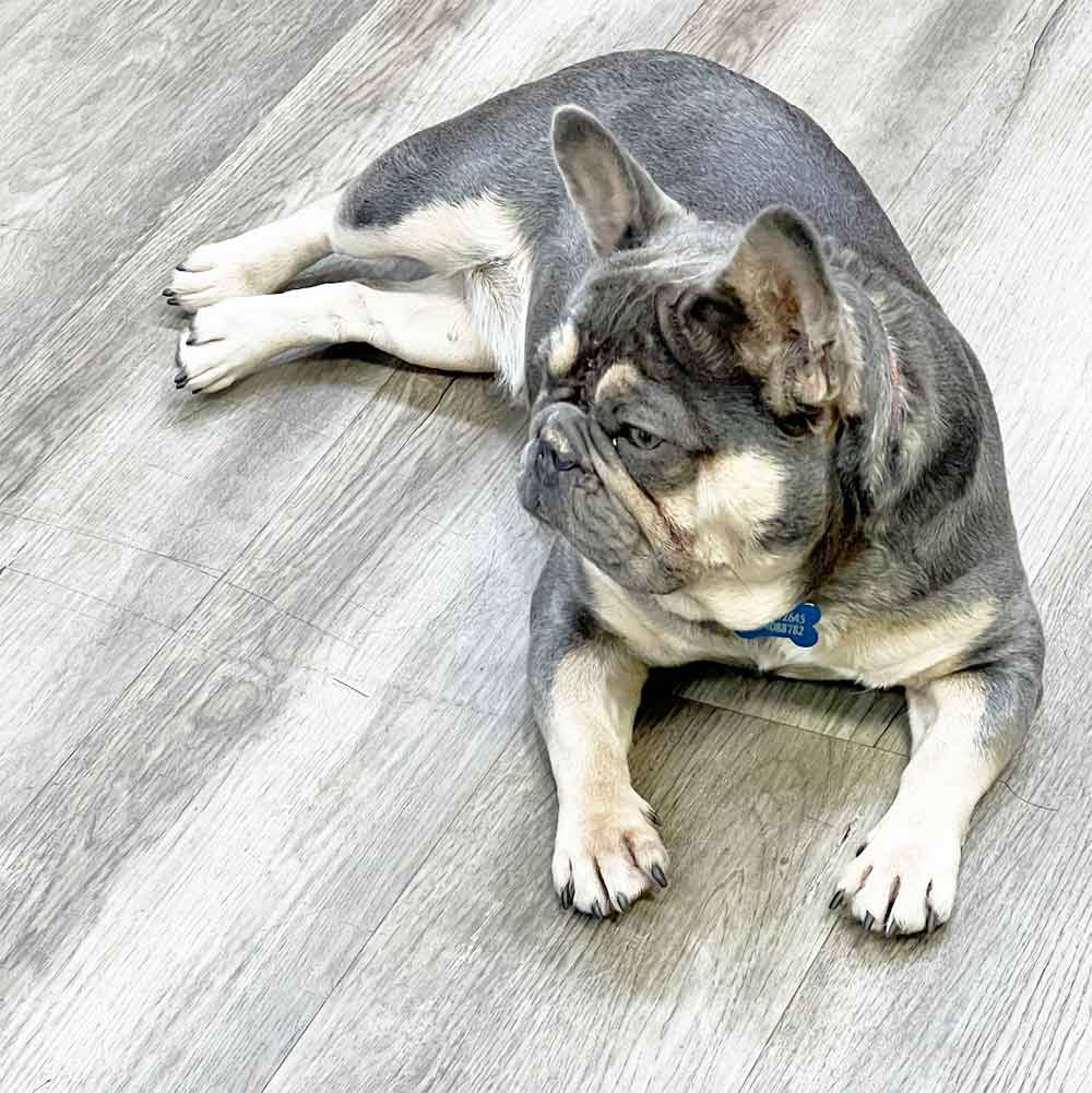 retired french bulldog breeders