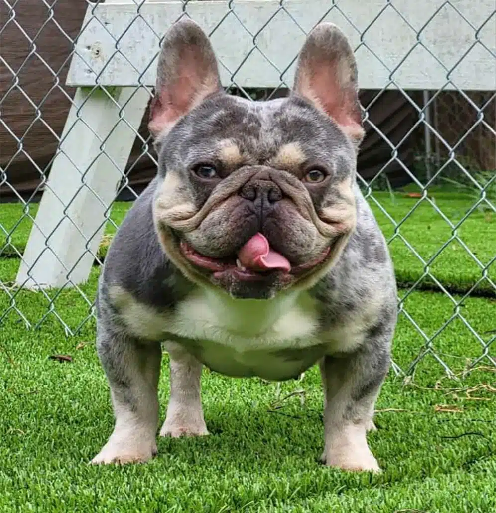 Frenchies for sale