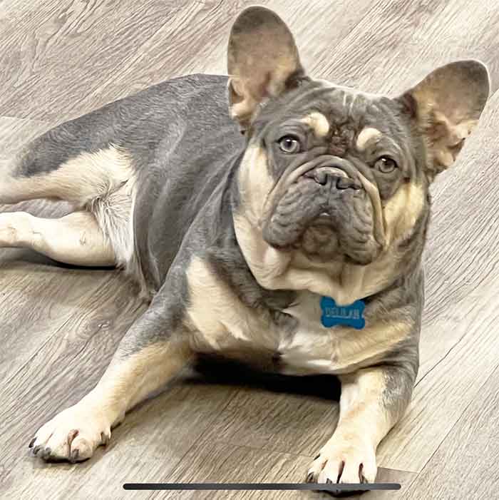 retired breeder frenchie for sale