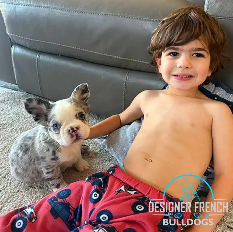 fluffy French bulldog for sale