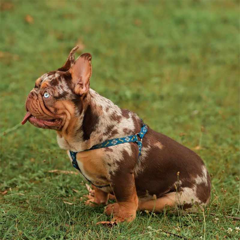 Chocolate Frenchie