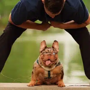 French Bulldog Stud Service