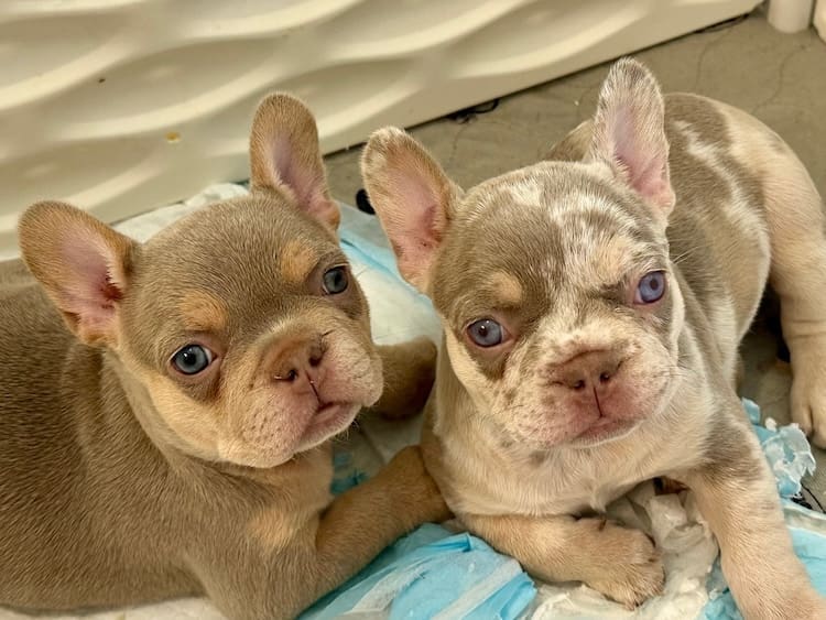 French bulldog stud service