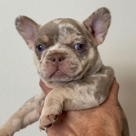 isabella frenchie isabella merle frenchie