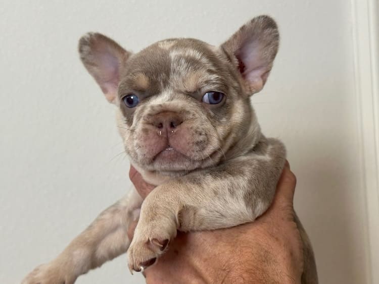French bulldog stud near me