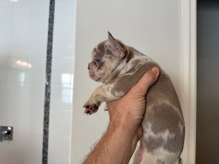 Designer Frenchie Reviews