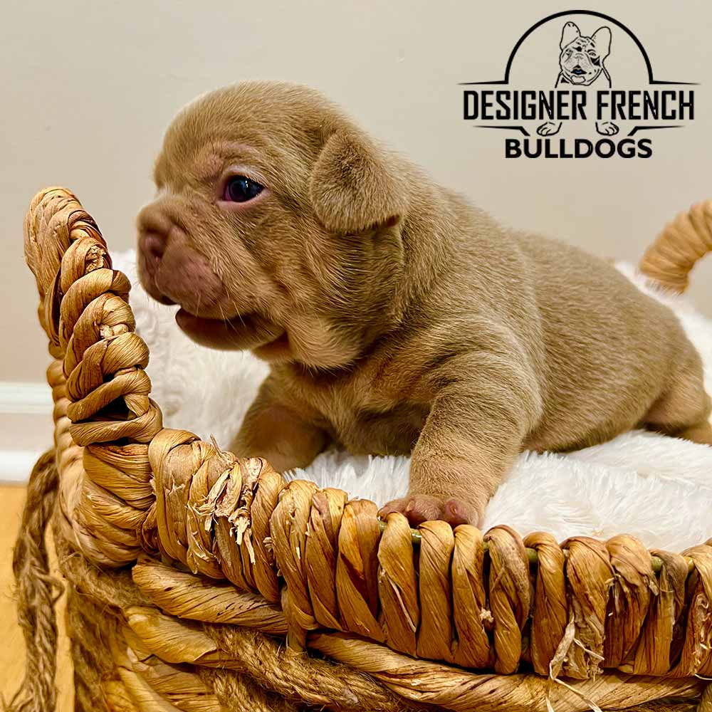 Isabella French Bulldog Puppy