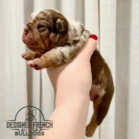 Rojo Frenchie puppies Rojo french bulldog