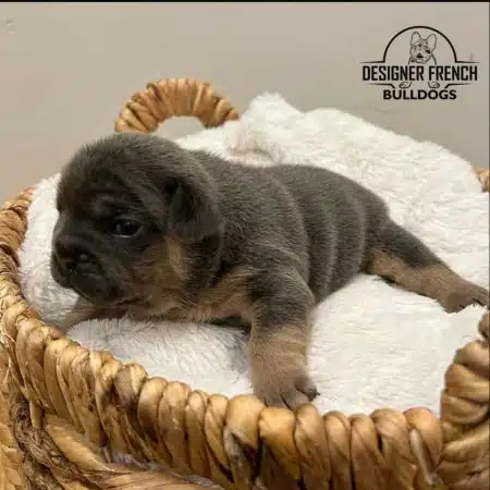 Blue Merle Frenchie puppies Merle french bulldog puppies for sale