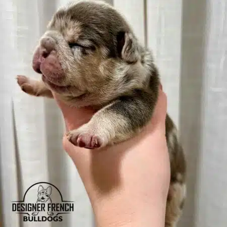 Blue Merle Frenchie puppies Merle french bulldog puppies for sale