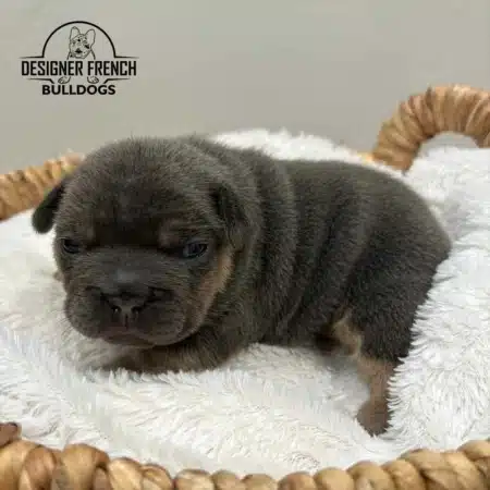 Blue Merle Frenchie puppies Merle french bulldog puppies for sale