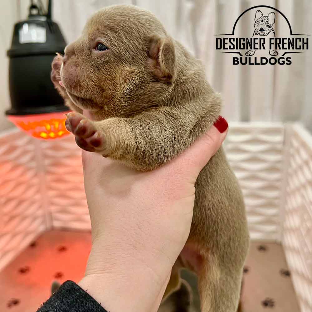 Isabella French Bulldog puppies for sale