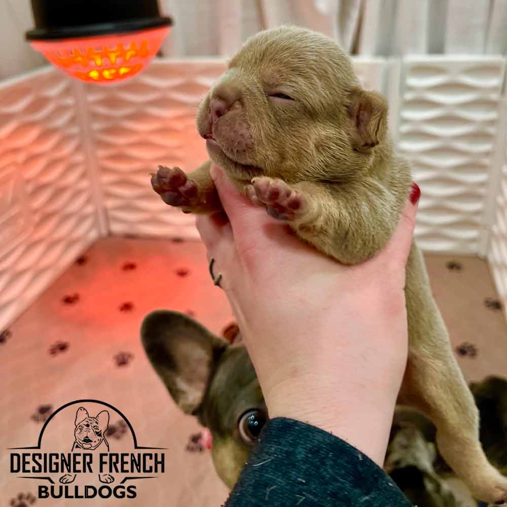 Frenchies for sale