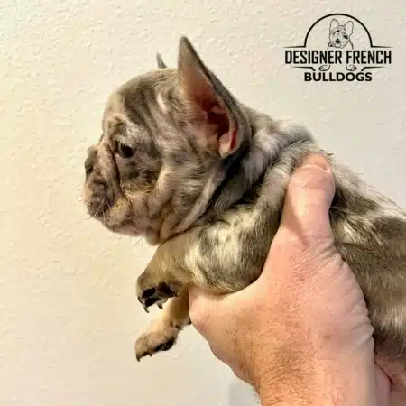 lilac merle frenchie lilac merle french bulldog