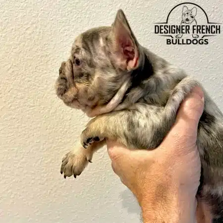 French bulldogs for sale near me Frenchie puppies