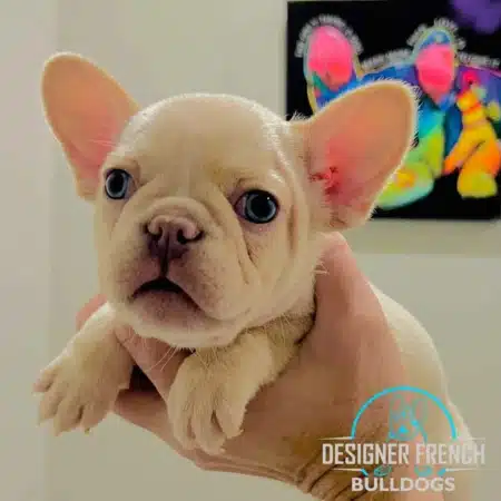 French bulldog puppies near me platinum french bulldog