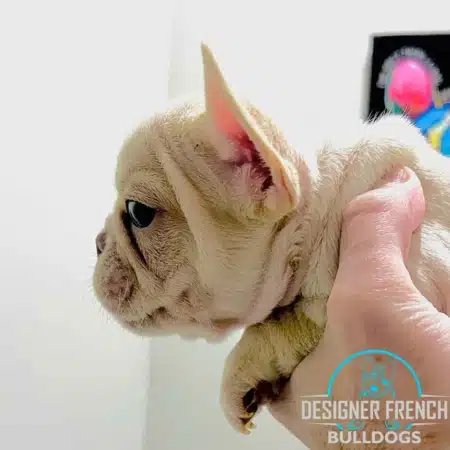 French bulldogs for sale near me platinum frenchie